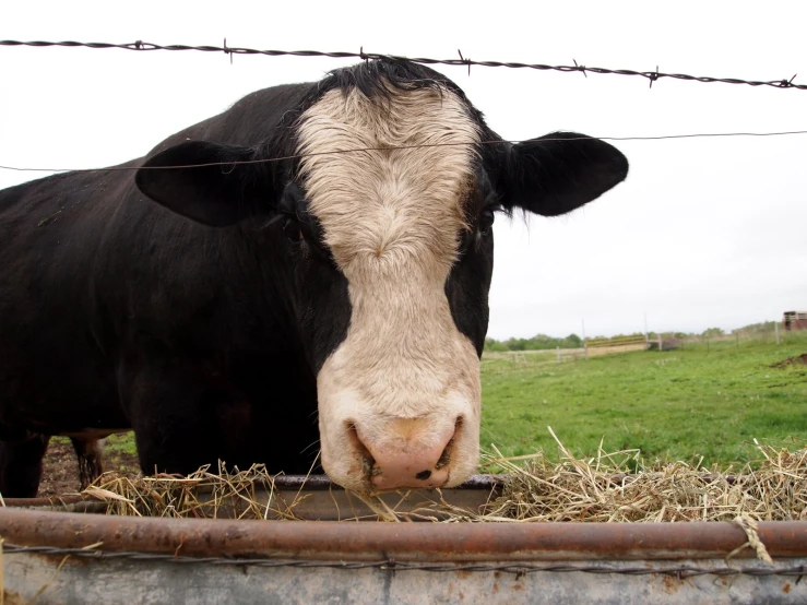 a cow sticking its head over the end of a tub of hay