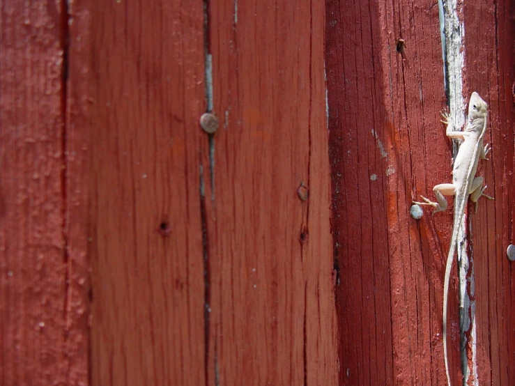 a lizard is climbing up the side of a wooden gate