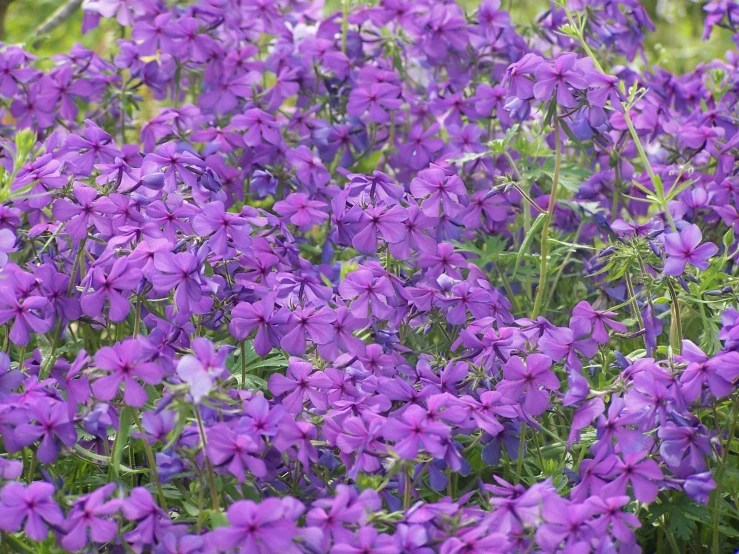 purple flowers and green plants with one plant in the foreground