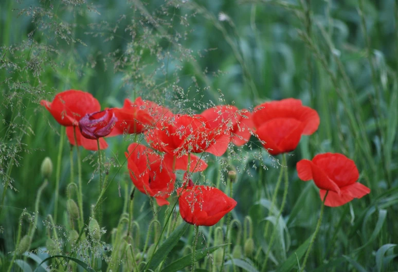 red flowers in a green meadow full of water droplets