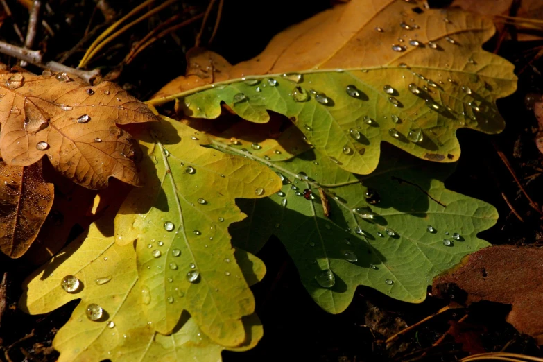 raindrops are on the leaves of a tree