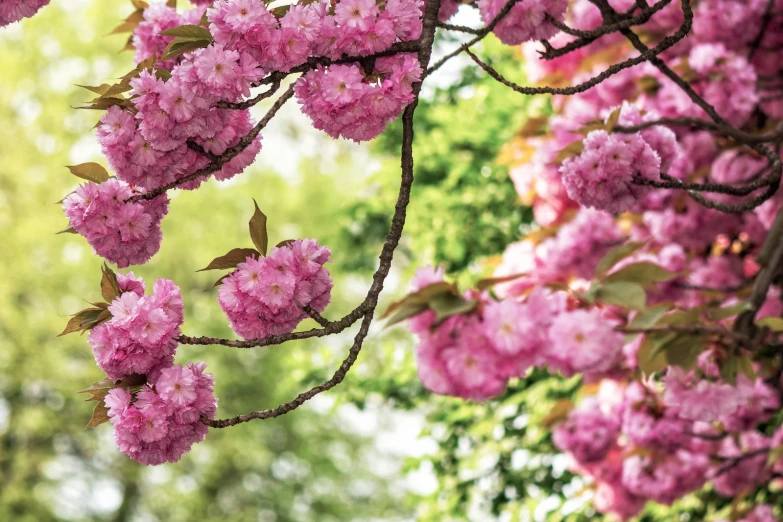 flowers blooming on a nch in a park