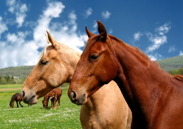 four horses standing next to each other on a grass field