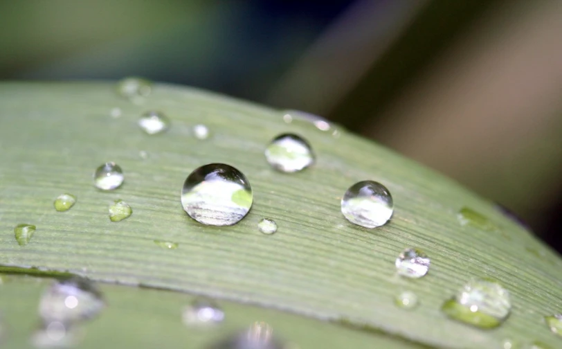 water droplets are on the back of a leaf