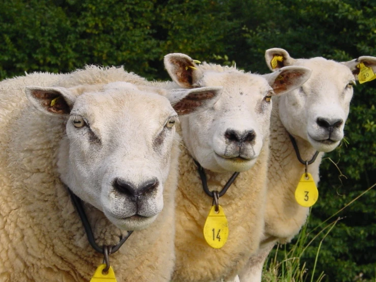 three white sheep are standing together in a row