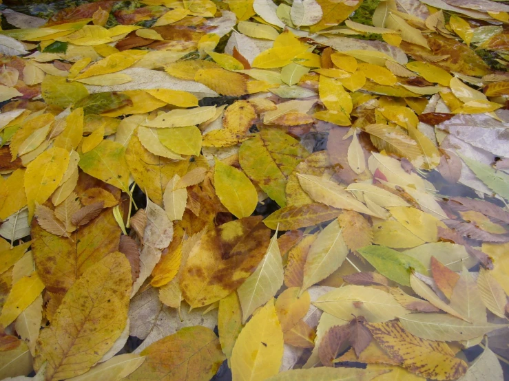 a pile of yellow and green leaves on a floor