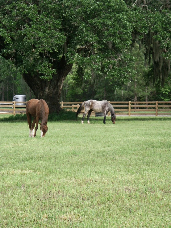 two horses are eating grass in their pen