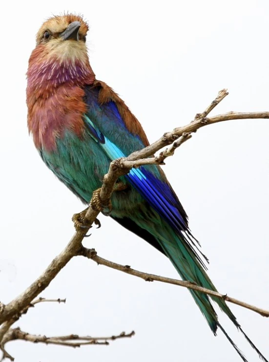 a multicolored bird is sitting on a tree limb