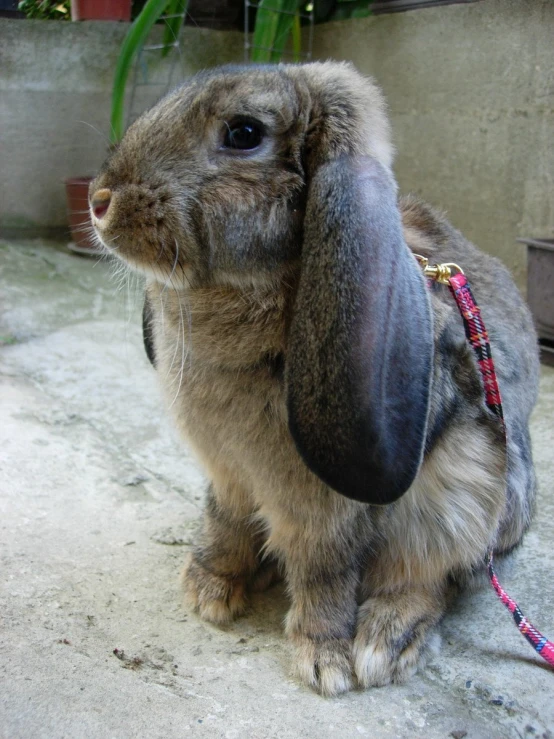 a small bunny rabbit is holding onto its leash