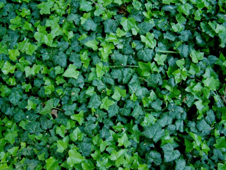 a field of very green plants growing together