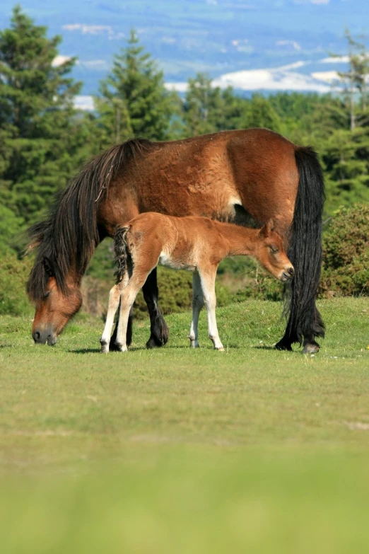 a mother horse and her baby eating grass