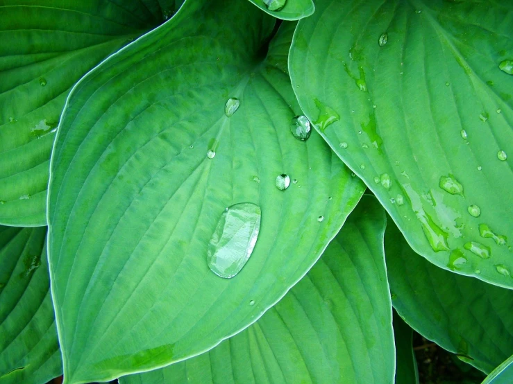 a close up view of green leaves with dewdrops