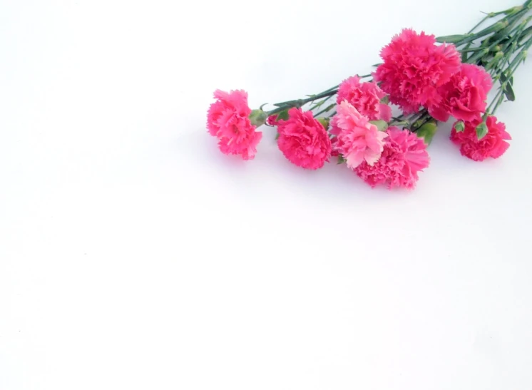 carnations with flowers are on a white surface