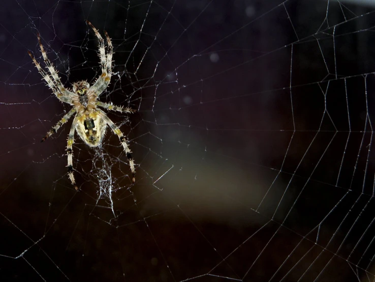 a spider is sitting on the web of its web