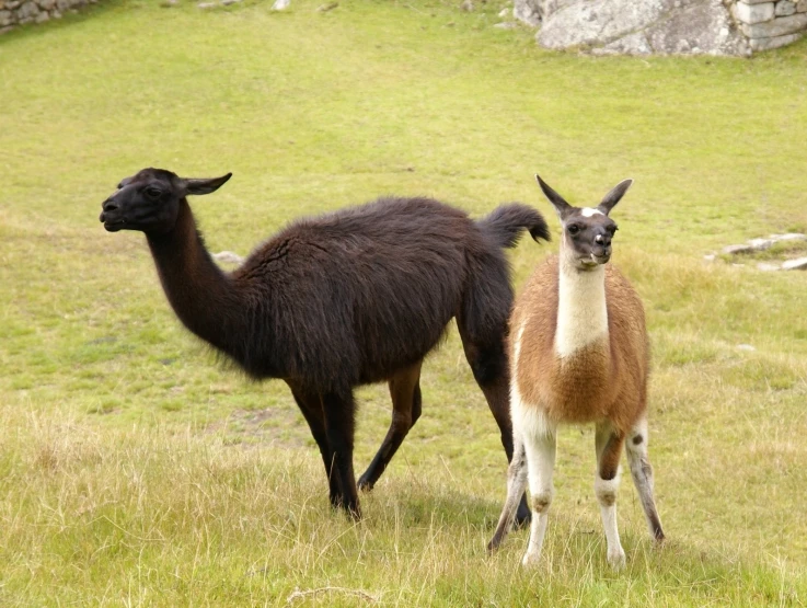 a llama and an antelope standing in the grass