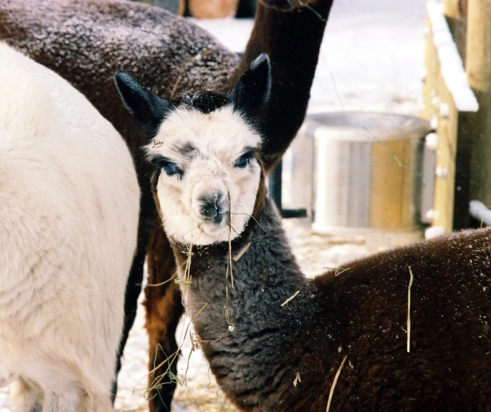 a small sheep feeding from an adult donkey