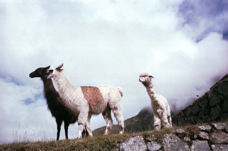 a pair of llamas standing in a rocky field