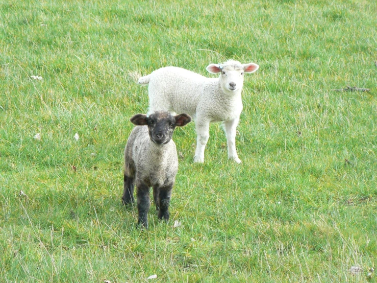 a mother sheep standing next to her young lamb