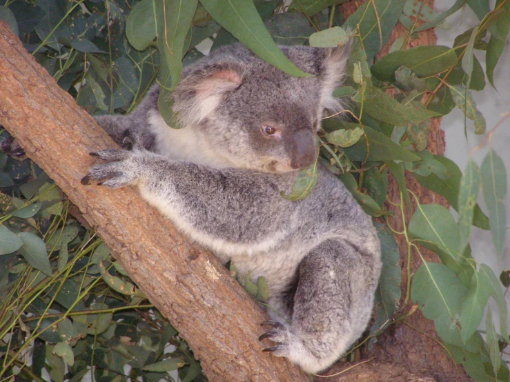 a koala bear sitting in the nches of a tree