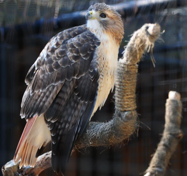 a bird that is perched on a nch