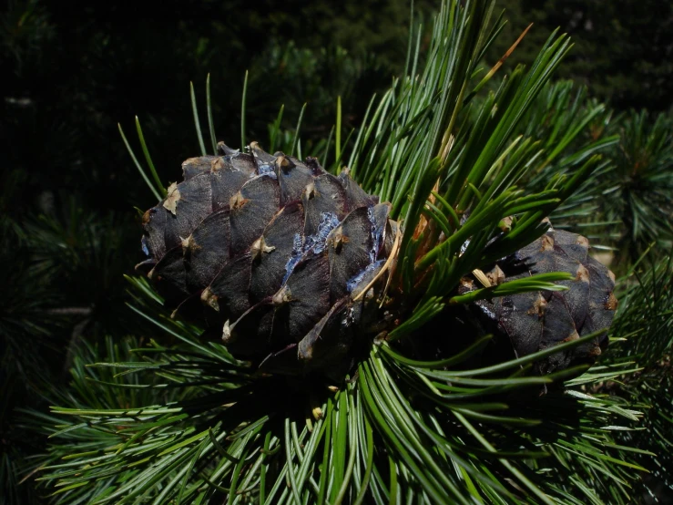 pine cones growing on a nch of a tree