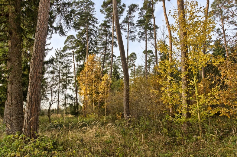 tall trees stand in the forest behind a grassy area