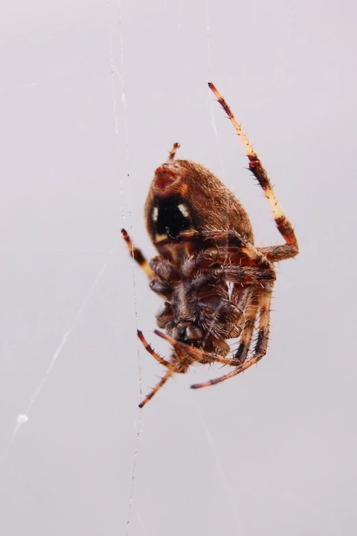 the underside view of a spider with its web