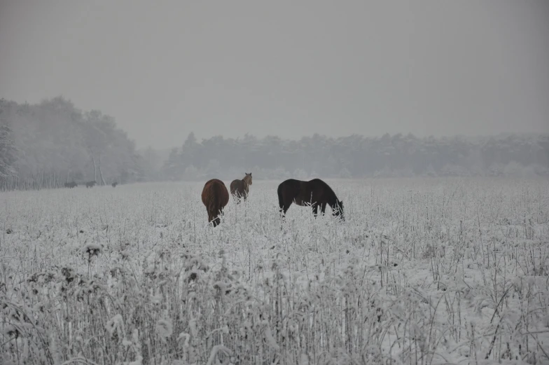 three horses graze in a snow - covered field