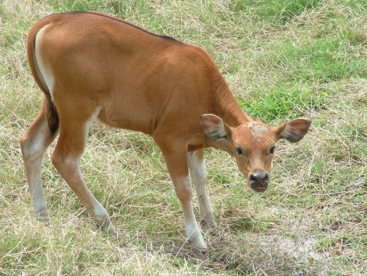 a baby calf grazing on grass in a field