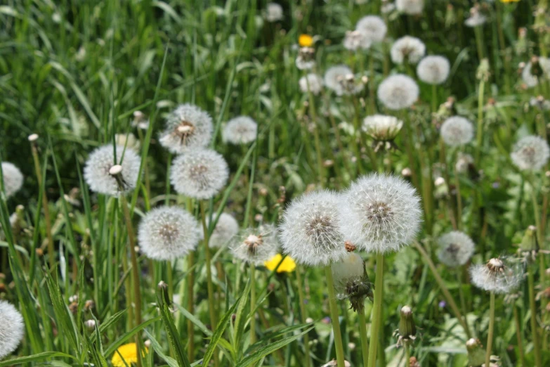 dandelions with small yellow flowers in the middle of a field