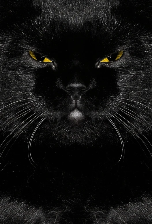 the black cat with yellow eyes is staring into the distance