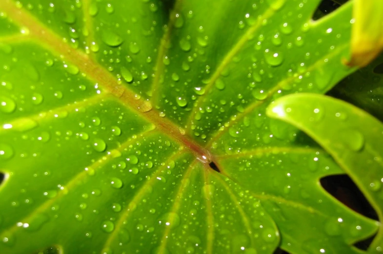 close up of leaves with water drops on them