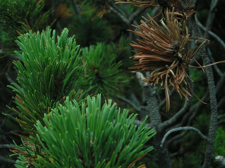 many green and brown plants are in the grass