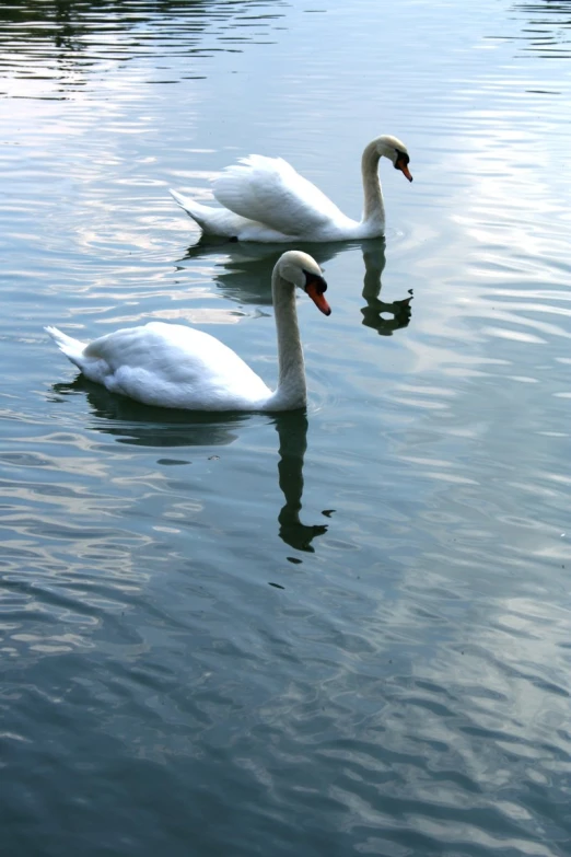two swans swimming across the water looking for food
