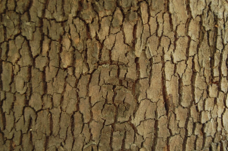 closeup view of a brown tree bark