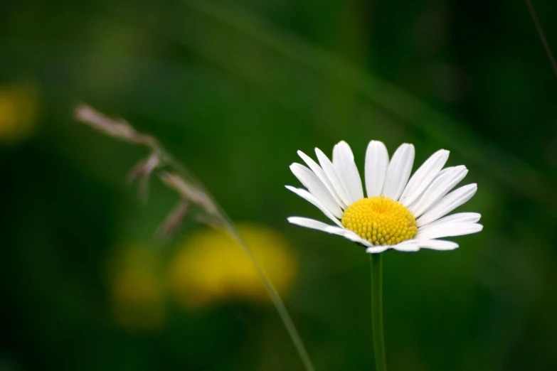 a single flower is shown in the foreground