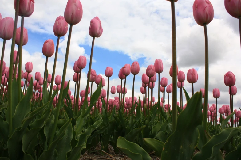 a group of pink tulips with the sky in the background