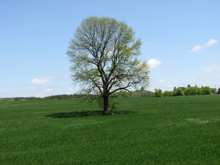 a tree on a hill on a beautiful day