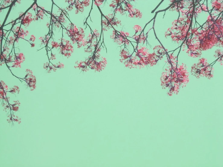 a pink tree nch with some flowers on it