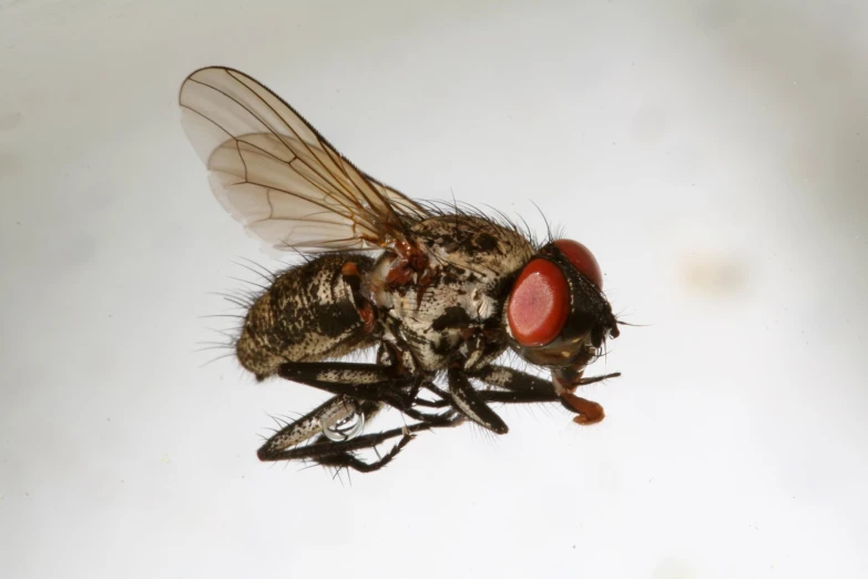 a fly is hovering across the white surface