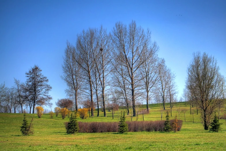 several trees that are standing in a green field