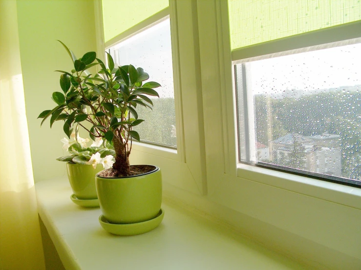 two potted plants are sitting on a window sill