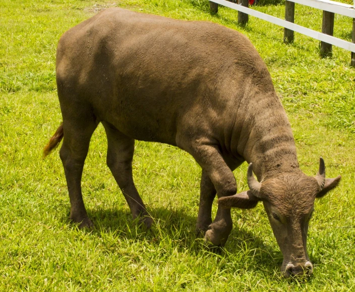 a large brown animal standing in the grass