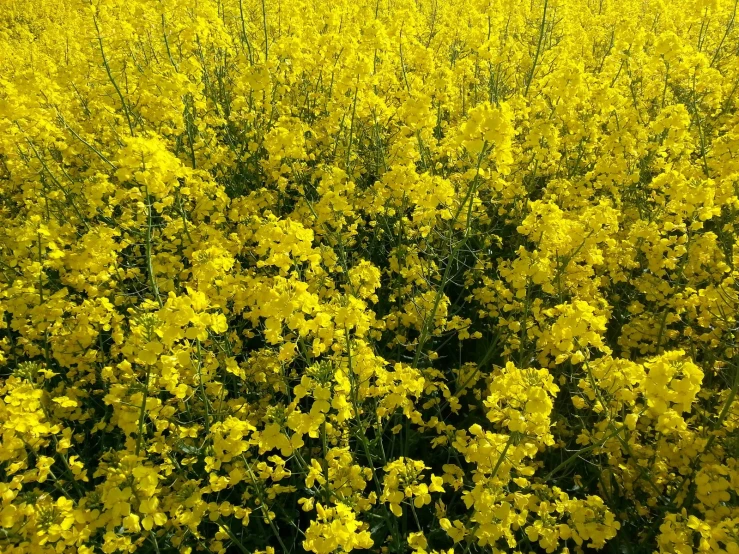 a field of yellow flowers in bloom