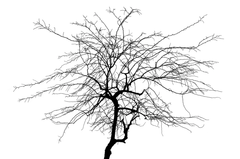 a silhouette tree that has been bare except for the winter