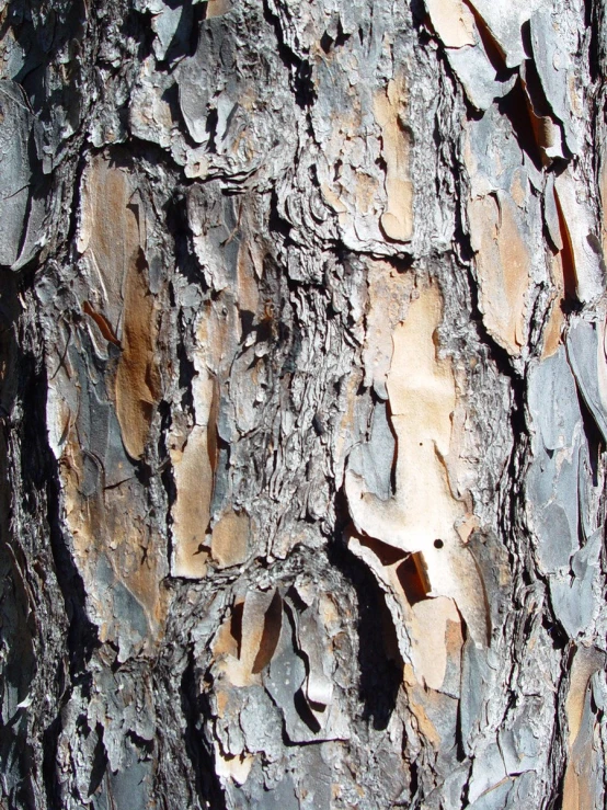 wood - grained bark with small holes and chippings