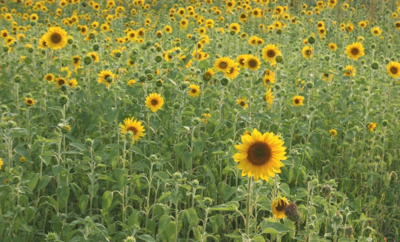 a field with lots of sunflowers all around it