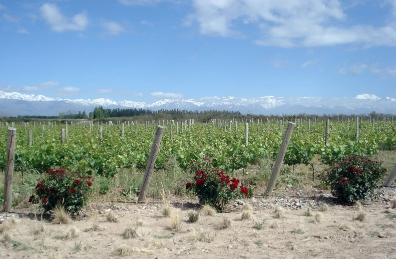 several pots are shown in a field