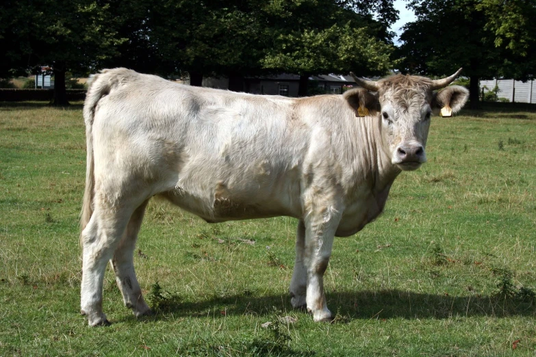 a large white cow standing in a grass field