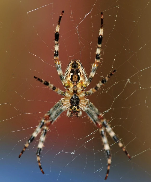 a close up view of a large spider